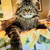 European Maine Coon litter due1/7.