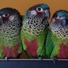 Painted Conure Babies