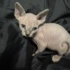 Sphynx kittens 