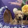F1B Goldendoodle Puppies Available Now! 🐾
