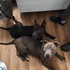 (2) American Bully Neutered 1 & 1/2 Years old