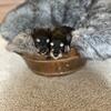Cute and Cuddley, Mini Schnauzer puppies