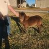Miniature Baby Horse Filly Bay Registered $1200