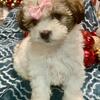 Gorgeous litter of Hava -maltipoo