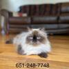 Beautiful purebred Himalayan Doll Faced Persian
