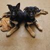 German Shepherd puppies AKC