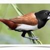 Finches - Tri Colored Nun