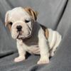 English Bulldog Puppy