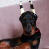 Beautiful European Dobermann Puppies
