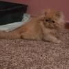 Two exotic Persian boys red Omaha Nebraska area