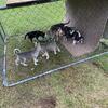 German Shepherd - Siberian Husky puppies