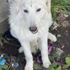 Young female livestock guardian needs home