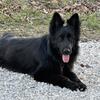 Solid black long coated German shepherd female proven breeder AKC reg