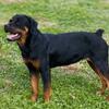 Female Rottweiler