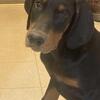 Akc Doberman pups ready now
