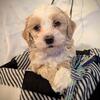 Male Havapoo Puppy - Breve