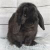 2 Holland Lop does