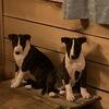 AKC Bull Terrier puppies
