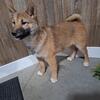 Shiba inu puppy looking for forever home