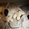 Bull Terrier Pups