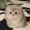British Shorthair Breeding male