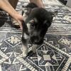 1 Male 8 Week Old Shepsky left!