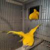 Golden conure pair