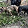 AKC CANE CORSO PUPPIES COMING SOON!!!