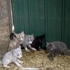 Fox pups