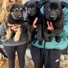 German Shepherd Puppies