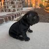 Beautiful Black Female Frenchie!! 