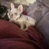 Female frenchie merle Isabella 