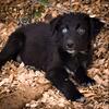 AKC Standard Australian Shepherd black bi female 