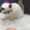 CHOCOLATE POINT EXOTIC SHORTHAIR