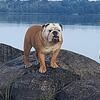 English bulldog puppy''s available