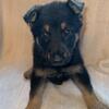 AKC German Shepherd Male
