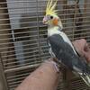 Young cockatiels