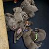 AKC Silver Labrador puppies