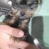 Male Yorkie