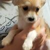 Shih Tzu / Chihuahua Mix Puppies.