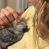 Large Baby Congo African Greys Ready for their forever home