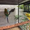 Budgies Parakeet for sale