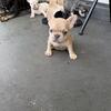 8 Week Old Female FrenchBulldog