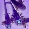 Axanthic Glowing Facemask Axolotl
