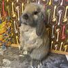 Holland lop buck 
