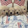 English cream golden retrievers