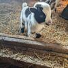 Mini Dairy goat buckling (Gorgeous)(READY to GO)- $225