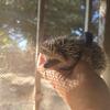 Baby Hedgehog