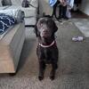 Female Lab looking for a new forever home