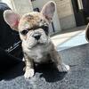 7 week old French bulldog puppies